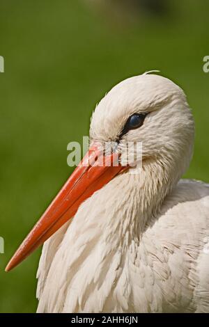 WEISSSTORCH (Ciconia ciconia). Hochformat. Kopfprofil. Bill oder Schnabel. Augenoberfläche durch eine nizierende Membran oder einen dritten Augendeckel geschützt. Stockfoto