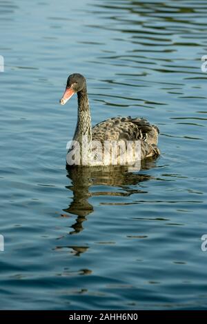 Schwarzer SCHWAN (Cygnus atratus). Unreifer oder unteradulter Vogel. In Australien heimisch. Eingeführt in Neuseeland. Stockfoto