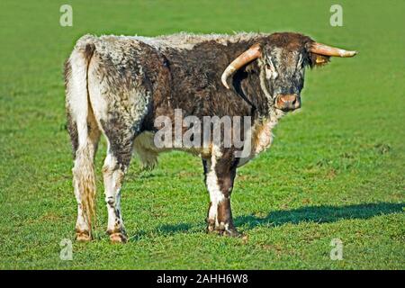 Englisch LONGHORN STEER (Bos taurus). Profil. Stockfoto