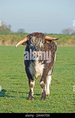 Englisch LONGHORN STEER Bos taurus Stockfoto