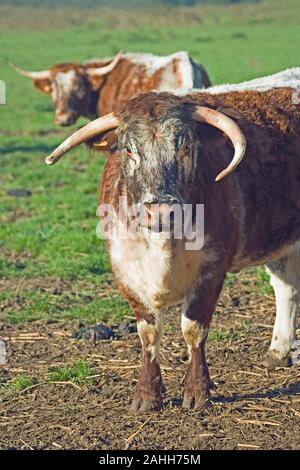 Englisch LONGHORN STEER (Bos taurus). Stockfoto