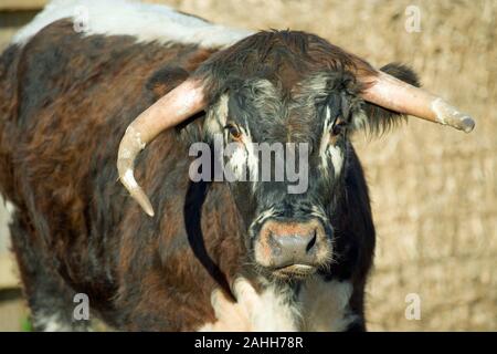 Englisch LONGHORN STEER Bos taurus Stockfoto