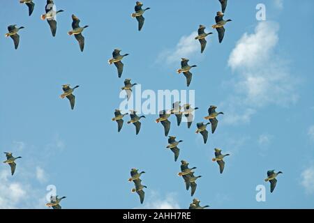 Rosa-Gänse (Anser brachyrhynchus). Herde, oder Knäuel, Overhead, unten kommen, auf der Suche nach irgendwo zu landen. Stockfoto