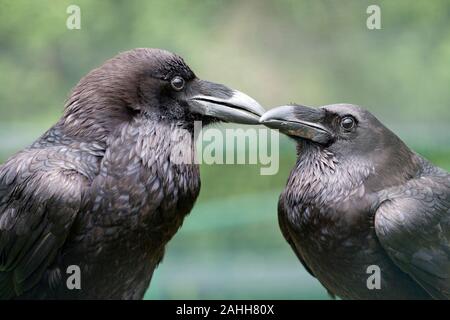 Rabe (Corvus Corax). Bill Länge, sanft, zärtlich, berühren, zwischen ein paar. Sexuell monomorph, Gefieder. Tower von London. UK. Stockfoto