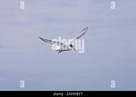 Küstenseeschwalbe (Sterna Paradisaea). Schwebeflug. Farne Islands, Northumberland, England. Nordsee. Sommer. Stockfoto