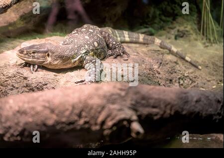 Komodo Drachen friedlich auf Ihre Lieblingsmusik rock Stockfoto