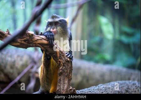 Eine neugierige aber verdächtige Wolfs Mona Affen beobachtet seine Umgebung Stockfoto