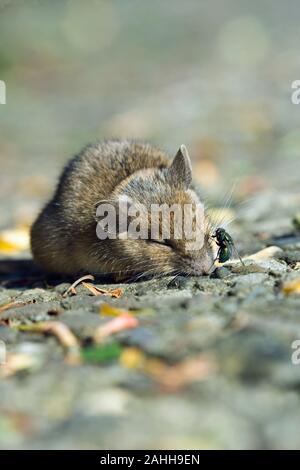 Hausmaus (Mus domesticus) tot von Gift essen, mit Greenbottle (Lucilia sp). In der Offenen, Gefahr für die Räuberischen oder scavenger lebende Tiere. Stockfoto