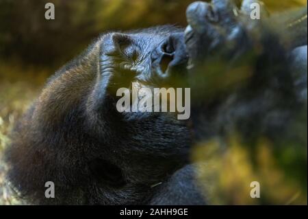 Nahaufnahme eines Gorilla ruht in der heißen Nachmittagssonne Stockfoto