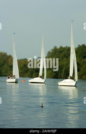 Freizeit segeln, Flusses Bure, Horning, Norfolk Broads. Haubentaucher, nur aufgetaucht, in den Vordergrund. Stockfoto