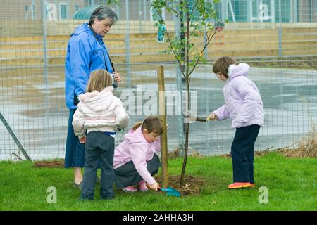 Gemeinschaft der BEPFLANZUNG Projekt. Lokale Grundschule Kinder helfen Kindern anlage Birke (Betula sp.) Bäumchen im Schulgelände. Kein MODELL RELEASE Stockfoto