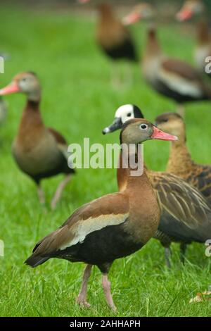 RED-BILLED WHISTLING oder Baum ENTE (Dendrocygna autumnalis). Vordere Vogel, White-faced Whistling Duck (Dendrocygna viduata), sofort hinter sich. Stockfoto