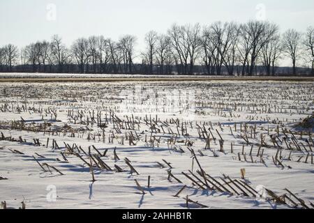 Abstrakte Textur von maisstängeln Stoppeln auf einem abgeernteten Feld mit Schnee im Winter abgedeckt Stockfoto