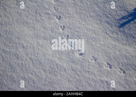 Abstrakte Textur Hintergrund von Kaninchen Titel auf Schnee Boden Stockfoto