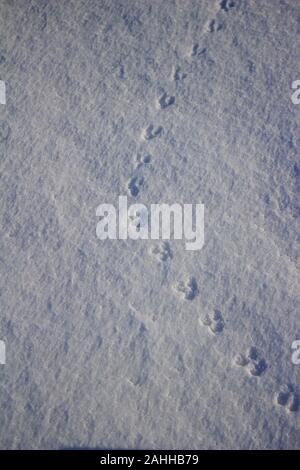 Abstrakte Textur Hintergrund von Kaninchen Titel auf Schnee Boden Stockfoto