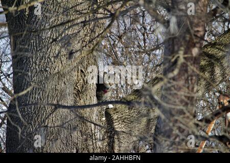 Einen neugierigen Jungen grauen Tabby Katze untersucht die Niederlassung eines grossen Baum im Winter Stockfoto