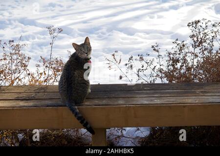 Einen neugierigen Jungen grauen Tabby Katze sitzt auf einem rustikalen hölzernen Deck Bench, erforscht die verschneite Umgebung von winter Stockfoto