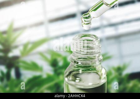 Pflanzliche alternative Medizin - cbd Öl Flasche und dropper mit droplet. Kopieren Sie Platz Stockfoto