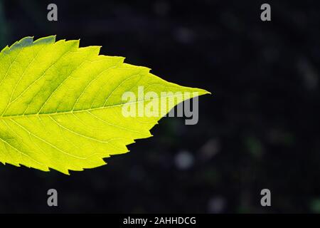Blatt einer Pflanze close-up mit hintergrundbeleuchteter Sonnenlicht auf einem dunklen Hintergrund Stockfoto