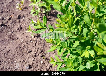 Grüne Blätter der jungen Triebe der Pflanzen vor dem Hintergrund des Bodens im Sonnenlicht. Grünes Leben. Stockfoto