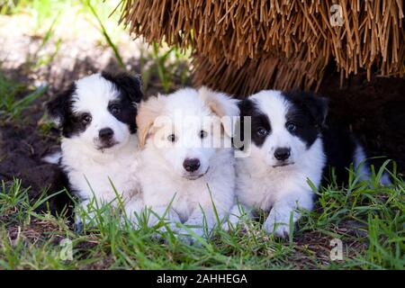 Drei Border Collie Welpen, zwei schwarze und weiße und einen roten und weißen, süßen im Gras. Stockfoto