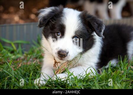 Süße schwarze und weiße Border Collie Welpen spielen. Stockfoto