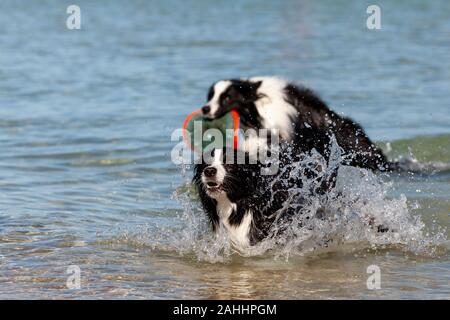 Schwarze und weiße Border Collie spielen im seichten Wasser am Strand. Stockfoto