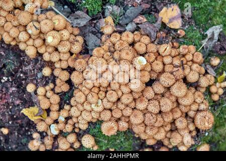 Eine große Gruppe von Pilzen im Wald wachsen auf einem alten hölzernen stumpf Stockfoto