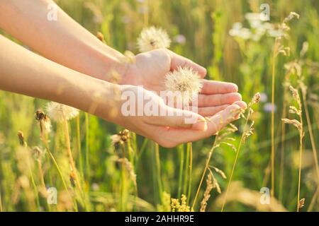 Trockene flauschige Löwenzahn in einem childs Hand, Sommer wilde wiese gras und Blumen Hintergrund. Stockfoto