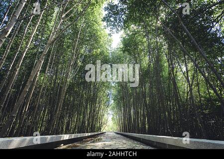 Die Art und Weise der Wilden zu Fuß in den Wald umgeben mit hohen Mangroven in der Tag, Zement weg in die Natur Stockfoto
