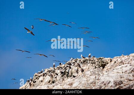 Möwen und andere Vögel sitzen auf den Felsen am Meer, einige Fliegen im Himmel Ballestas Inseln im Nationalpark von Paracas, Peru. Stockfoto