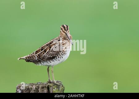 Bekassine Gallinago Gallinago, Bekassine Stockfoto