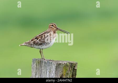 Bekassine Gallinago Gallinago, Bekassine Stockfoto