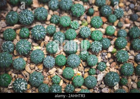 Viele kleine Kakteen wachsen oben auf Steinboden. Stockfoto