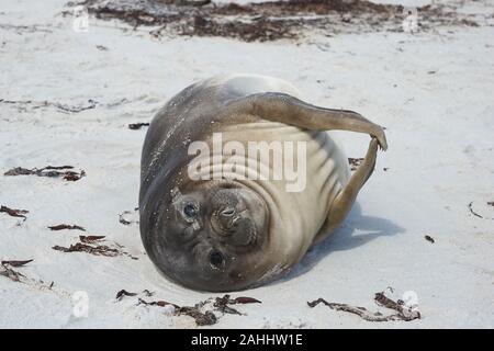 Vor kurzem entwöhnt Südlichen Elephant Seal pup (Mirounga leonina leonina) an der Küste der Sea Lion Island in den Falkland Inseln. Stockfoto