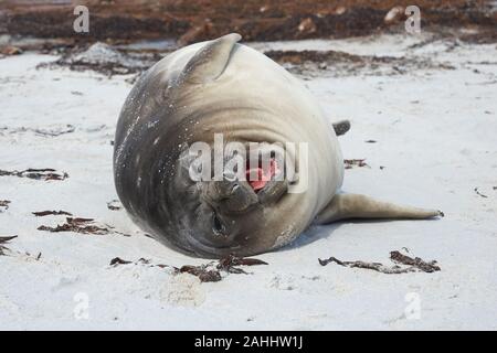 Vor kurzem entwöhnt Südlichen Elephant Seal pup (Mirounga leonina leonina) an der Küste der Sea Lion Island in den Falkland Inseln. Stockfoto