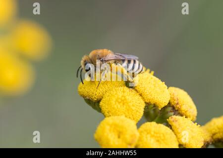 Gemeine, seidenbiene Colletes daviesanus, Gipser bee Stockfoto