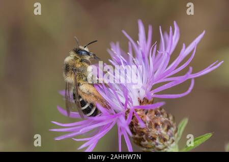 Hosenbiene Weibchen, Dasypoda hirtipes, weiblichen Pantalon bee Stockfoto