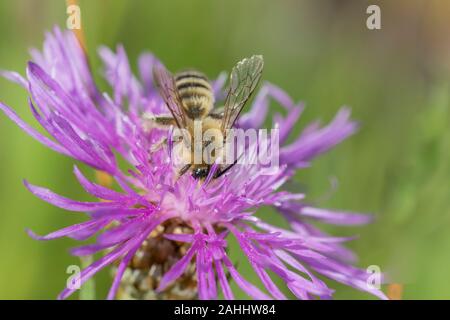 Hosenbiene Maennchen, Dasypoda hirtipes, männliche Pantalon bee Stockfoto