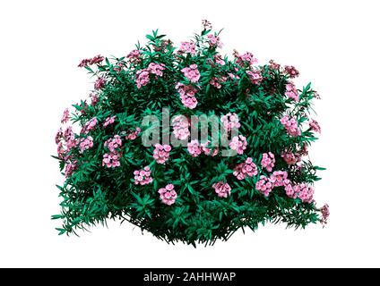 3D-Rendering einer blühenden Nerium oleander Bush auf weißem Hintergrund Stockfoto