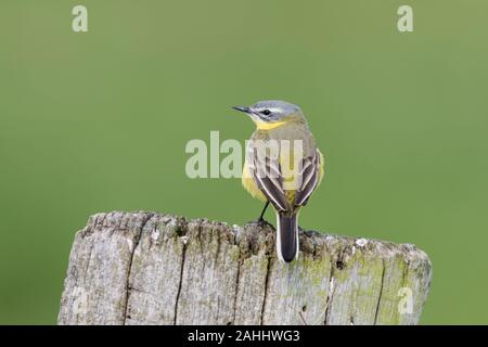 Maennchen, schafstelze Motacilla flava, Männliche western Schafstelze Stockfoto