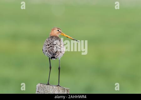 Uferschnepfe, Motacilla alba, schwarz tailed godwit Stockfoto