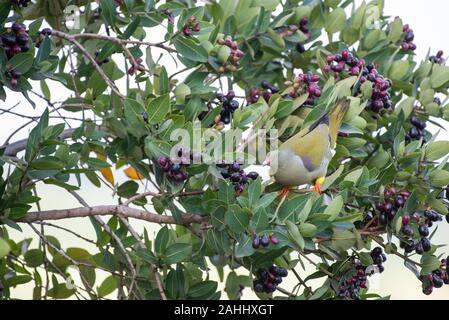 Eine afrikanische Grüne Taube - treron Calvus - sitzt in einem waterberry Baum - Syzgium cordatum - beladen mit reife Beeren Stockfoto