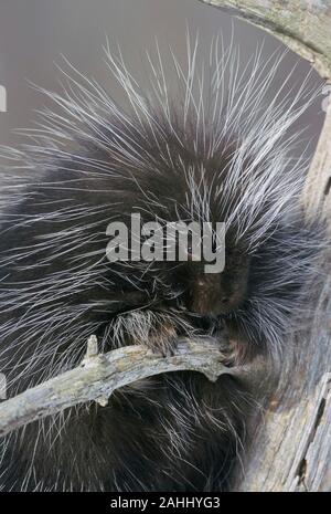 Krümmungsanalyse mit Stacheln Krümmungsanalyse mit Stacheln (Erethizon dorsatum) Quehanna wilde Gegend, moshannon State Forest, Pennsylvania. Stockfoto