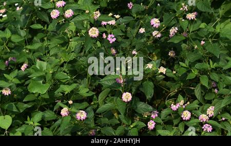 West Indian Lantana blühende bei schönem Wetter Stockfoto