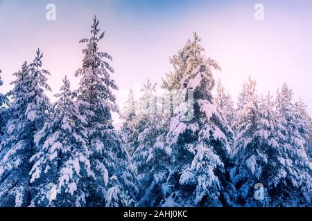 Winter Weihnachten Hintergrund, majestätischen Snow white Fichten glühende durch Sonnenlicht. Bansko, Bulgarien Stockfoto