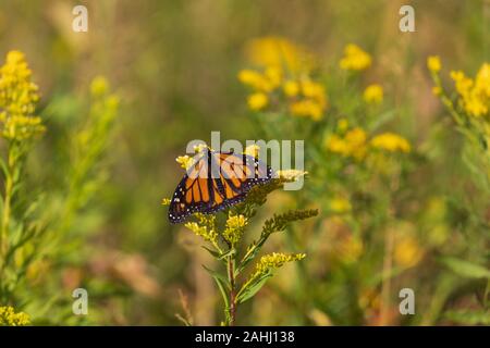 Monarch butterfly auf einem goldrute in Nordwisconsin. Stockfoto