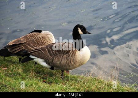 Founts Abbey & Studley Royal Stockfoto