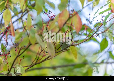 Red-eyed vireo in Nordwisconsin. Stockfoto