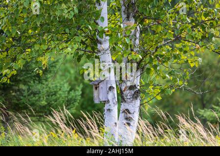 Bluebird Haus auf eine Birke in Nordwisconsin. Stockfoto